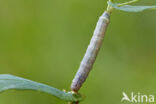 Kooluil (Mamestra brassicae)