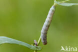Cabbage moth (Mamestra brassicae)