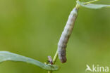 Kooluil (Mamestra brassicae)