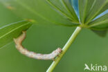 The Engrailed