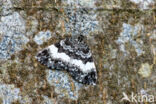 White-banded Carpet (Spargania luctuata)