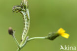 Tweekleurige uil (Hecatera bicolorata)