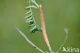 Bruine daguil (Euclidia glyphica)