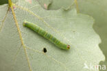 Gerande spanner (Lomaspilis marginata)