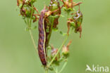 Gevlamde uil (Actinotia polyodon)