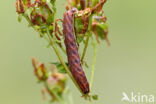 Gevlamde uil (Actinotia polyodon)