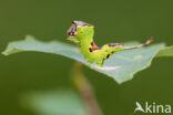 Populierenhermelijnvlinder (Furcula bifida)