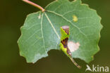 Populierenhermelijnvlinder (Furcula bifida)