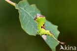 Populierenhermelijnvlinder (Furcula bifida)