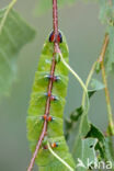 Gevlamde vlinder (Endromis versicolora)