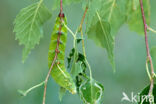 Gevlamde vlinder (Endromis versicolora)