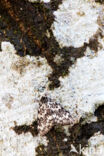 Nonvlinder (Lymantria monacha)