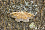 Zoomspanner (Epione vespertaria)