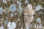 scallop shell moth (Hydria undulata)