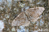 scallop shell moth (Hydria undulata)