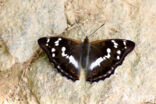 Purple Emperor (Apatura iris)