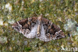 The Phoenix (Eulithis prunata)