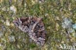 Wortelhoutspanner (Eulithis prunata)