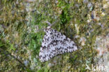 Black Arches (Lymantria monacha)