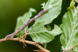 Geelblad (Ennomos quercinaria)