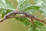 Geelblad (Ennomos quercinaria)