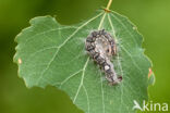 Schilddrager (Acronicta megacephala)