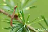 Fijnspardwergspanner (Eupithecia tantillaria)