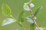 Vierkantspikkelspanner (Paradarisa consonaria)