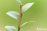 Vierkantspikkelspanner (Paradarisa consonaria)