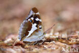 Purple Emperor (Apatura iris)