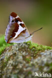 Purple Emperor (Apatura iris)