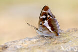 Grote weerschijnvlinder (Apatura iris)