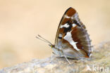 Purple Emperor (Apatura iris)