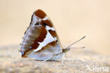 Grote weerschijnvlinder (Apatura iris)