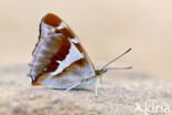 Purple Emperor (Apatura iris)