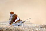 Grote weerschijnvlinder (Apatura iris)