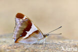 Grote weerschijnvlinder (Apatura iris)