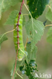 Gevlamde vlinder (Endromis versicolora)