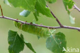 Gevlamde vlinder (Endromis versicolora)