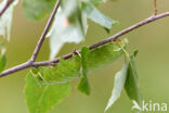 Gevlamde vlinder (Endromis versicolora)