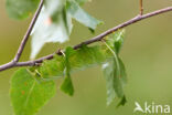 Gevlamde vlinder (Endromis versicolora)