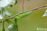 Gevlamde vlinder (Endromis versicolora)