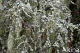 Beard lichen (Usnea genus)