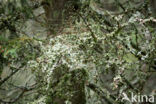 Beard lichen (Usnea genus)
