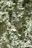 Beard lichen (Usnea genus)