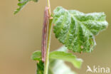 Gewone heispanner (Ematurga atomaria)