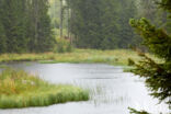 Norway Spruce (Picea abies)