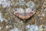 Red Twin-spot Carpet (Xanthorhoe spadicearia)