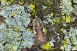 Setaceous Hebrew Character (Xestia c-nigrum)