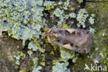 Setaceous Hebrew Character (Xestia c-nigrum)